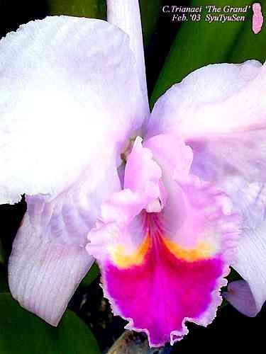 Cattleya trianaei